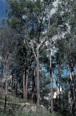 APII jpeg image of Eucalyptus rubiginosa  © contact APII