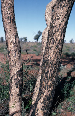 APII jpeg image of Corymbia sphaerica  © contact APII