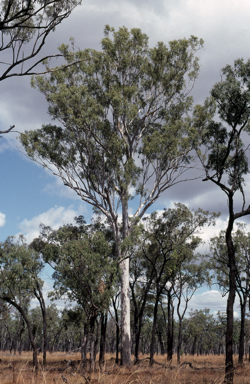 APII jpeg image of Eucalyptus tereticornis  © contact APII