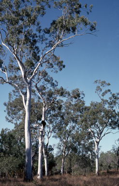 APII jpeg image of Eucalyptus tereticornis  © contact APII