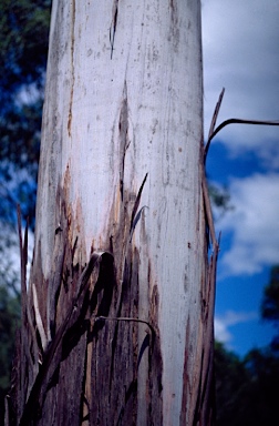 APII jpeg image of Eucalyptus benthamii  © contact APII