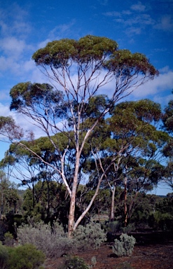 APII jpeg image of Eucalyptus brockwayi  © contact APII