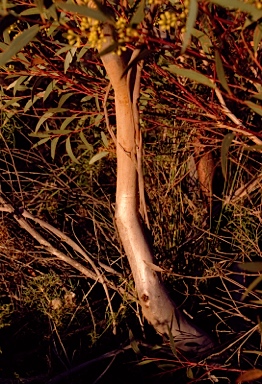 APII jpeg image of Eucalyptus buprestium  © contact APII