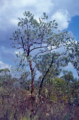 APII jpeg image of Eucalyptus ceracea  © contact APII