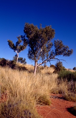 APII jpeg image of Corymbia chippendalei  © contact APII