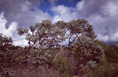 APII jpeg image of Eucalyptus conveniens  © contact APII