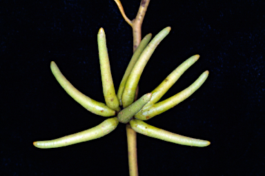 APII jpeg image of Eucalyptus cornuta  © contact APII