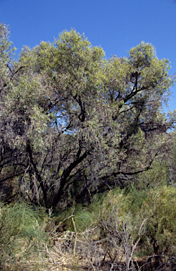 APII jpeg image of Eucalyptus crucis subsp. praecipua  © contact APII