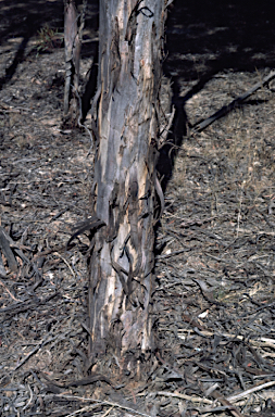 APII jpeg image of Eucalyptus densa subsp. densa  © contact APII