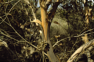 APII jpeg image of Eucalyptus densa subsp. improcera  © contact APII