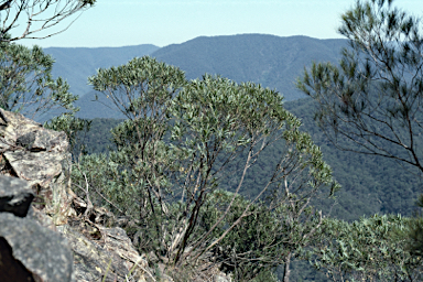 APII jpeg image of Eucalyptus deuaensis  © contact APII