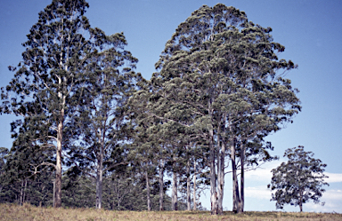 APII jpeg image of Eucalyptus dunnii  © contact APII