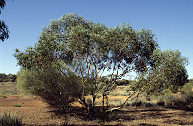 APII jpeg image of Eucalyptus ebbanoensis subsp. ebbanoensis  © contact APII