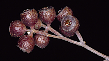 APII jpeg image of Eucalyptus ebbanoensis subsp. glauciramula  © contact APII