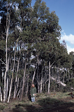 APII jpeg image of Eucalyptus elaeophloia  © contact APII