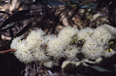 APII jpeg image of Eucalyptus eremicola subsp. peeneri  © contact APII