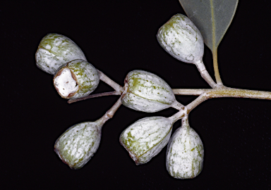 APII jpeg image of Eucalyptus pallida  © contact APII