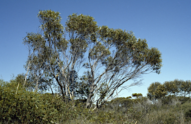 APII jpeg image of Eucalyptus famelica  © contact APII