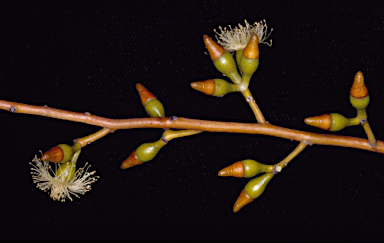 APII jpeg image of Eucalyptus fruticosa  © contact APII