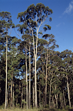 APII jpeg image of Eucalyptus globoidea  © contact APII