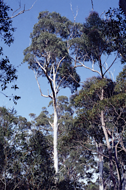 APII jpeg image of Eucalyptus globulus subsp. pseudoglobulus  © contact APII