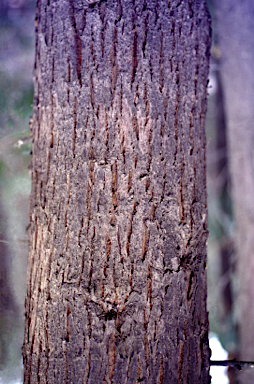 APII jpeg image of Eucalyptus ignorabilis  © contact APII