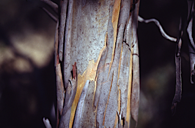 APII jpeg image of Eucalyptus mannifera  © contact APII