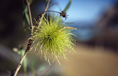 APII jpeg image of Eucalyptus mannifera  © contact APII