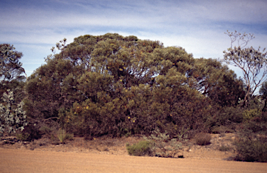 APII jpeg image of Eucalyptus mannifera  © contact APII