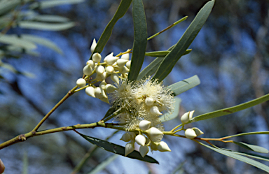 APII jpeg image of Eucalyptus leptopoda  © contact APII