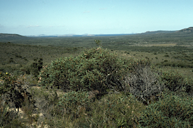 APII jpeg image of Eucalyptus ligulata subsp. ligulata  © contact APII