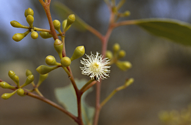 APII jpeg image of Eucalyptus lucasii  © contact APII