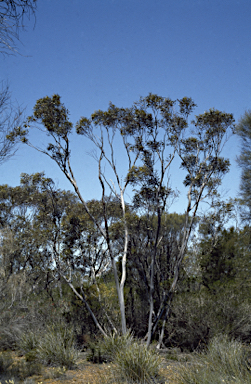 APII jpeg image of Eucalyptus macrandra  © contact APII