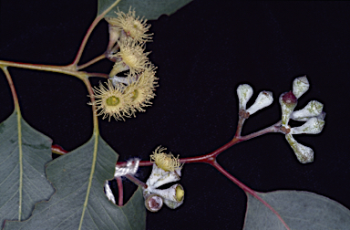 APII jpeg image of Eucalyptus magnificata  © contact APII