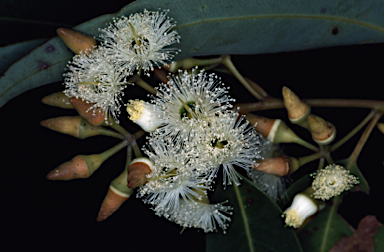 APII jpeg image of Eucalyptus marginata subsp. elegantella  © contact APII