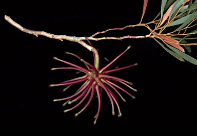 APII jpeg image of Eucalyptus pauciflora subsp. pauciflora  © contact APII