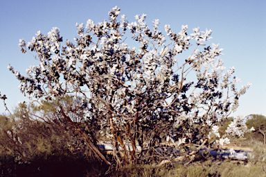 APII jpeg image of Eucalyptus macrocarpa subsp. macrocarpa  © contact APII