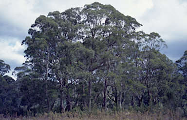 APII jpeg image of Eucalyptus nitida  © contact APII