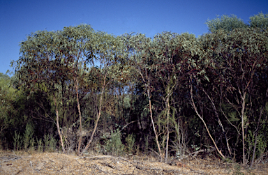 APII jpeg image of Eucalyptus obtusiflora subsp. dongarraensis  © contact APII