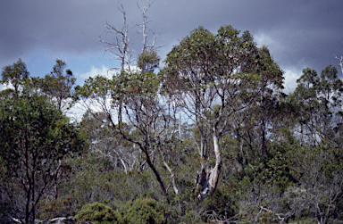 APII jpeg image of Eucalyptus archeri  © contact APII