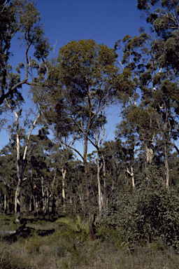 APII jpeg image of Eucalyptus aspersa  © contact APII