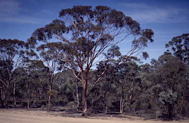 APII jpeg image of Eucalyptus mannifera  © contact APII