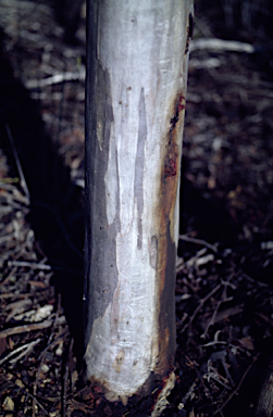 APII jpeg image of Eucalyptus astringens subsp. redacta  © contact APII