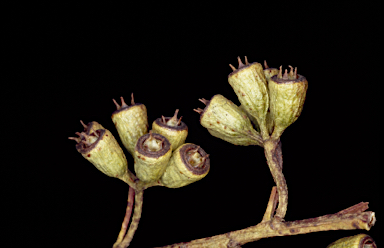 APII jpeg image of Eucalyptus astringens subsp. redacta  © contact APII