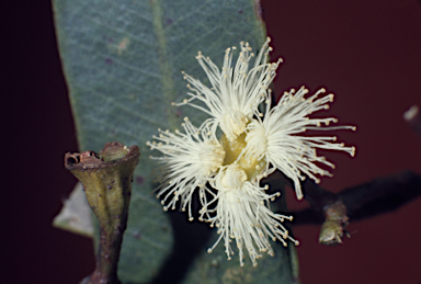 APII jpeg image of Eucalyptus baileyana  © contact APII