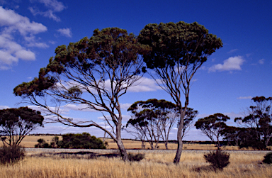 APII jpeg image of Eucalyptus baudiniana  © contact APII