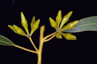 APII jpeg image of Eucalyptus oleosa subsp. corvina  © contact APII