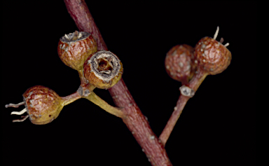 APII jpeg image of Eucalyptus oleosa subsp. oleosa  © contact APII