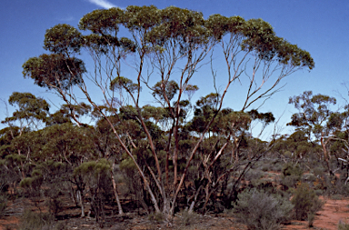 APII jpeg image of Eucalyptus oleosa subsp. oleosa  © contact APII