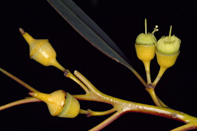 APII jpeg image of Eucalyptus optima  © contact APII